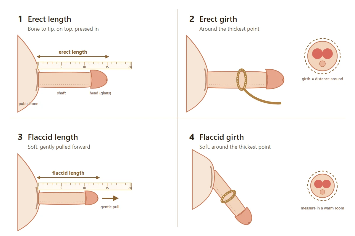 Diagram of the four penis measurements for the enlargement calculator: erect length from the pubic bone to the tip of the glans, erect girth, flaccid length and flaccid girth